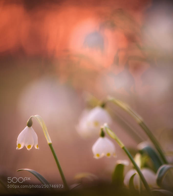 Nikon D810 sample photo. Märzenbecher photography