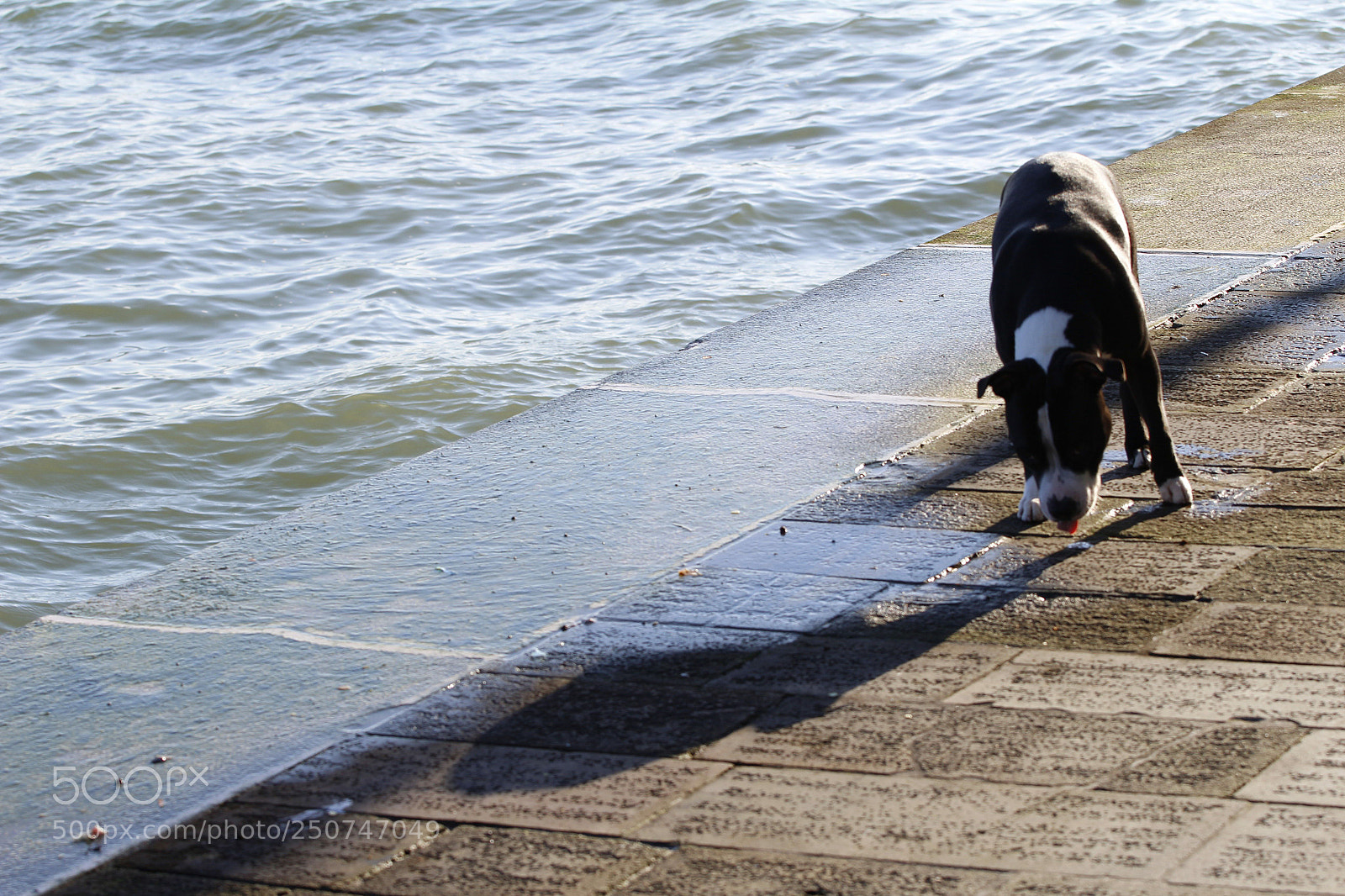 Canon EOS 600D (Rebel EOS T3i / EOS Kiss X5) sample photo. Gift from neptune photography