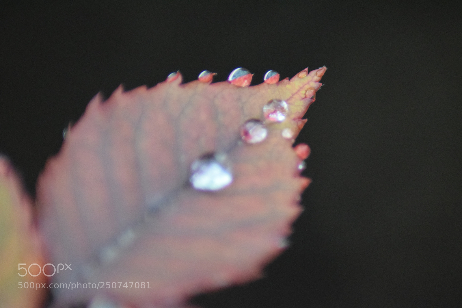 Nikon D3300 sample photo. Rainning photography