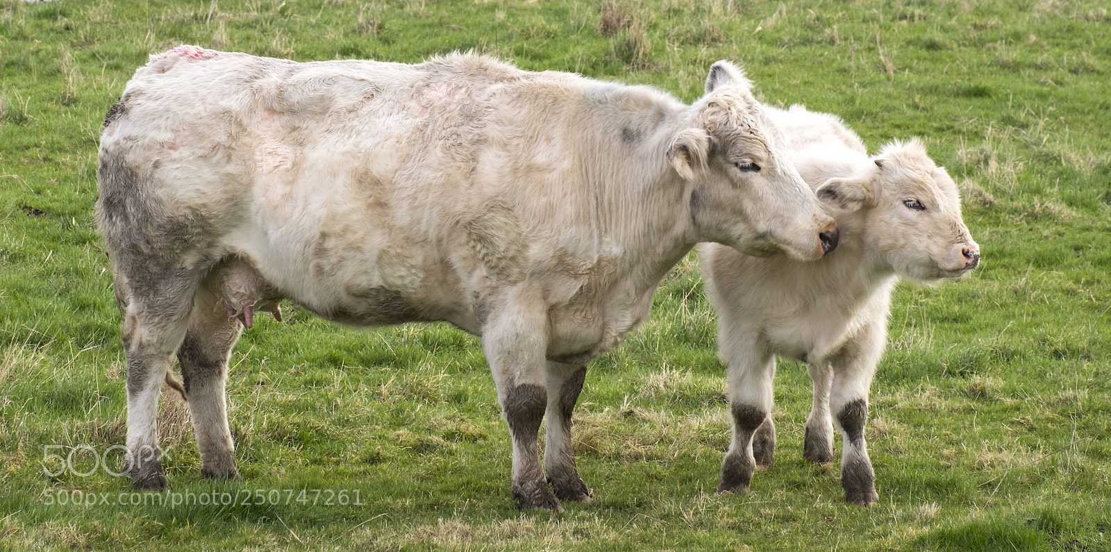 Fujifilm X-T1 sample photo. Motherly love photography