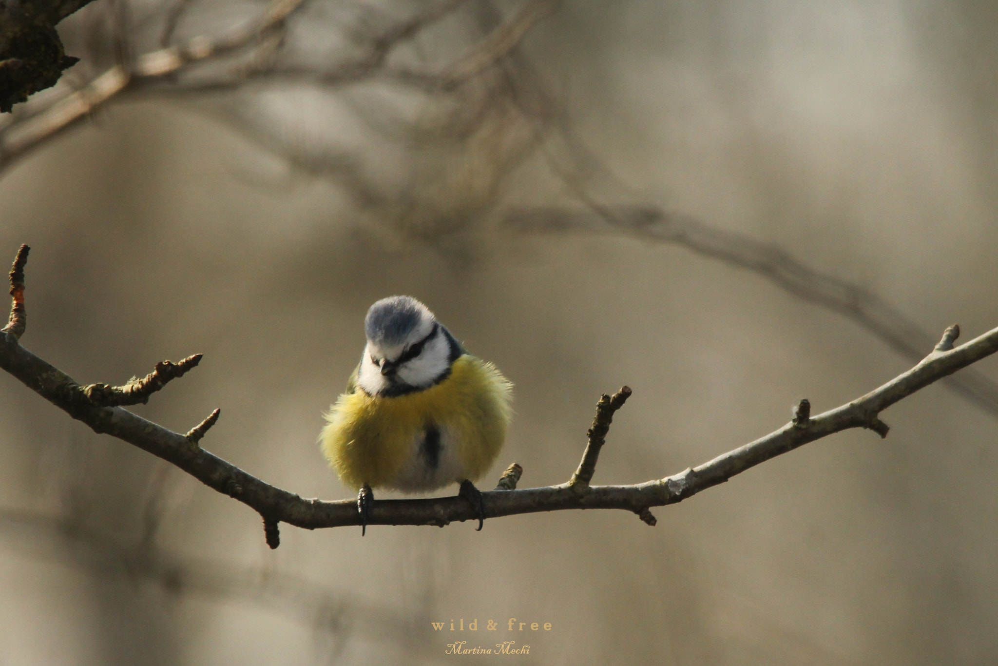 Sigma 150-500mm F5-6.3 DG OS HSM sample photo. *little thing* photography
