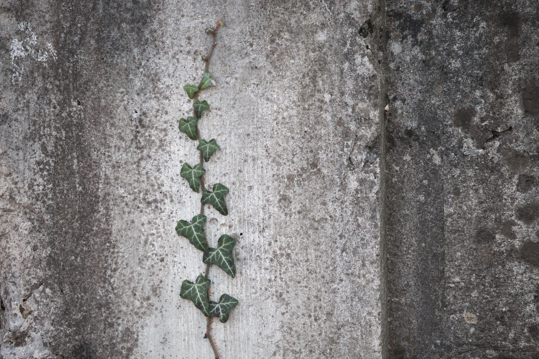 Canon EF-S 55-250mm F4-5.6 IS STM sample photo. Climb that wall photography
