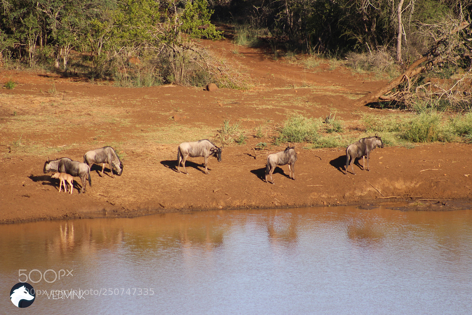 Canon EOS 700D (EOS Rebel T5i / EOS Kiss X7i) sample photo. Wildebeest herd photography