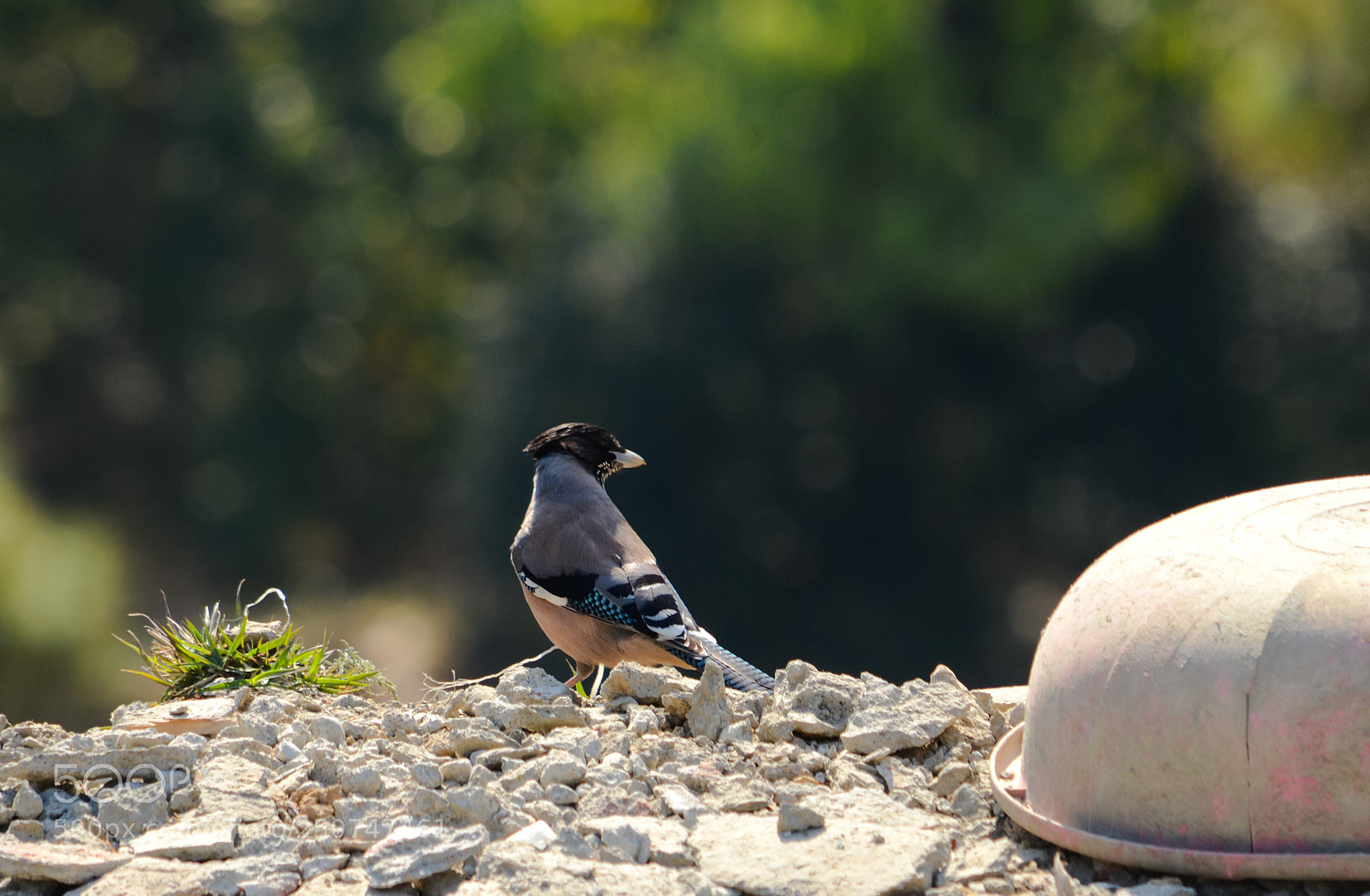 Nikon D7000 sample photo. A black-headed jay in photography