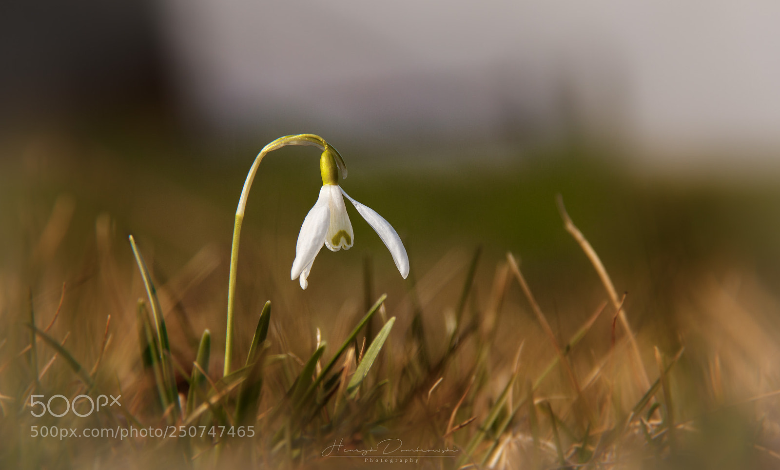 Canon EOS 80D sample photo. Springtime photography