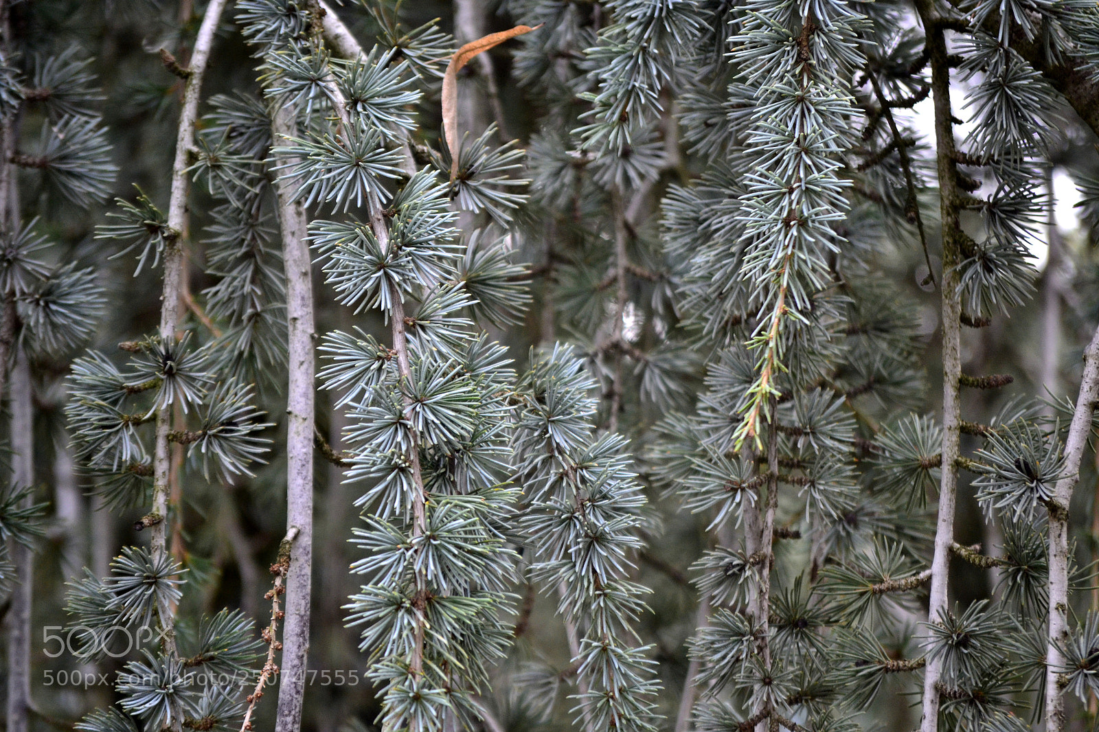 Nikon D3100 sample photo. Larix decidua photography