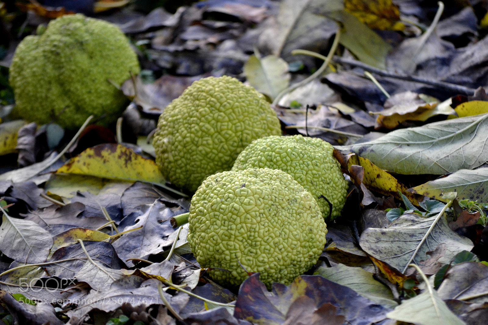 Nikon D3100 sample photo. Maclura pomifera photography