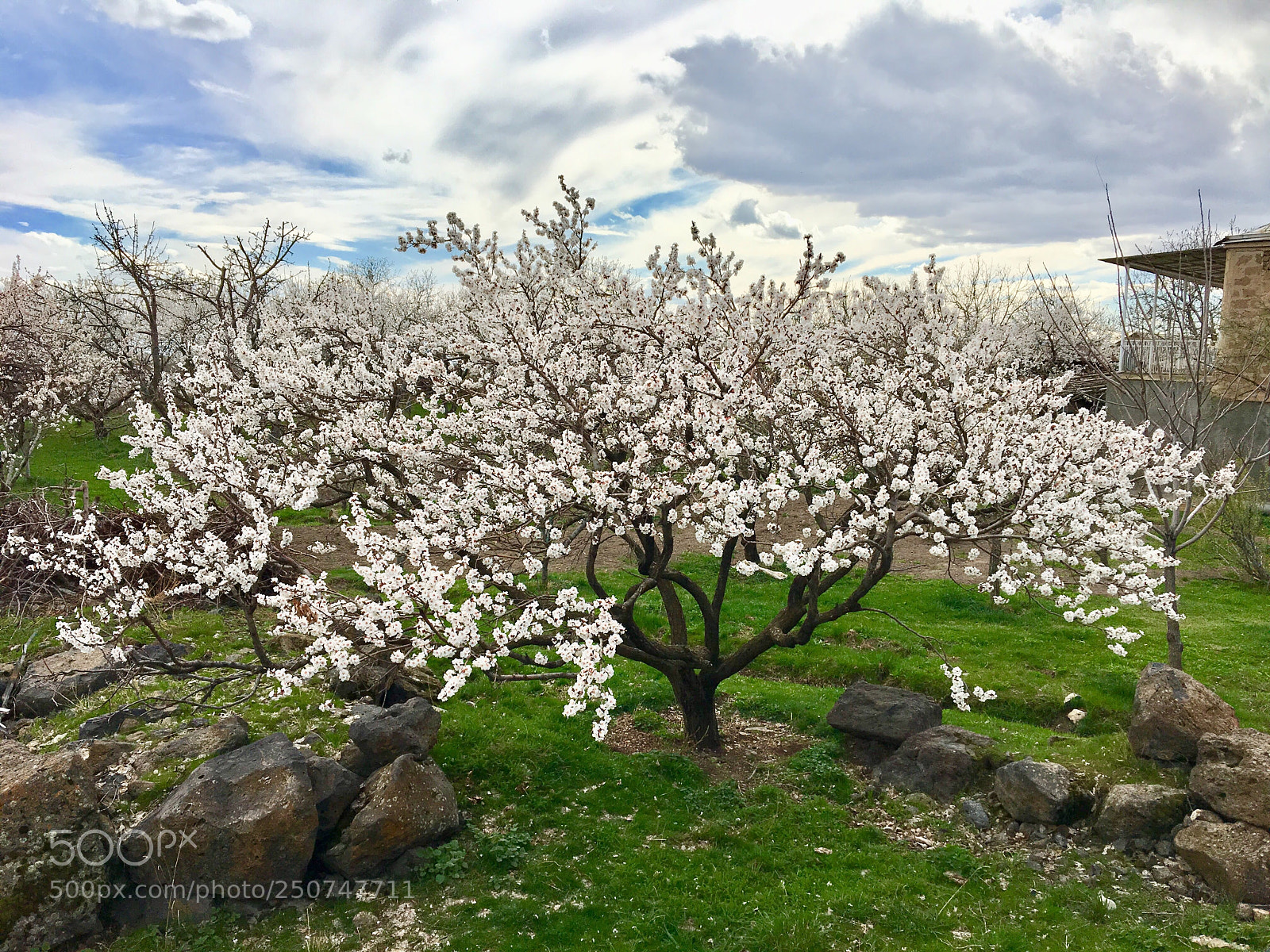 Apple iPhone 6s sample photo. Apricot tree photography