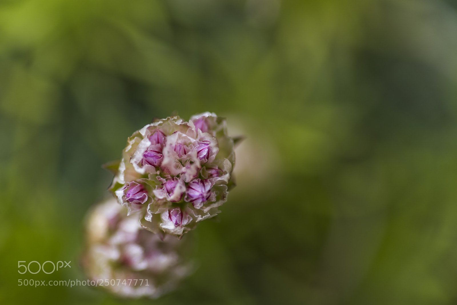 Pentax K-1 sample photo. Litlle bouquet photography