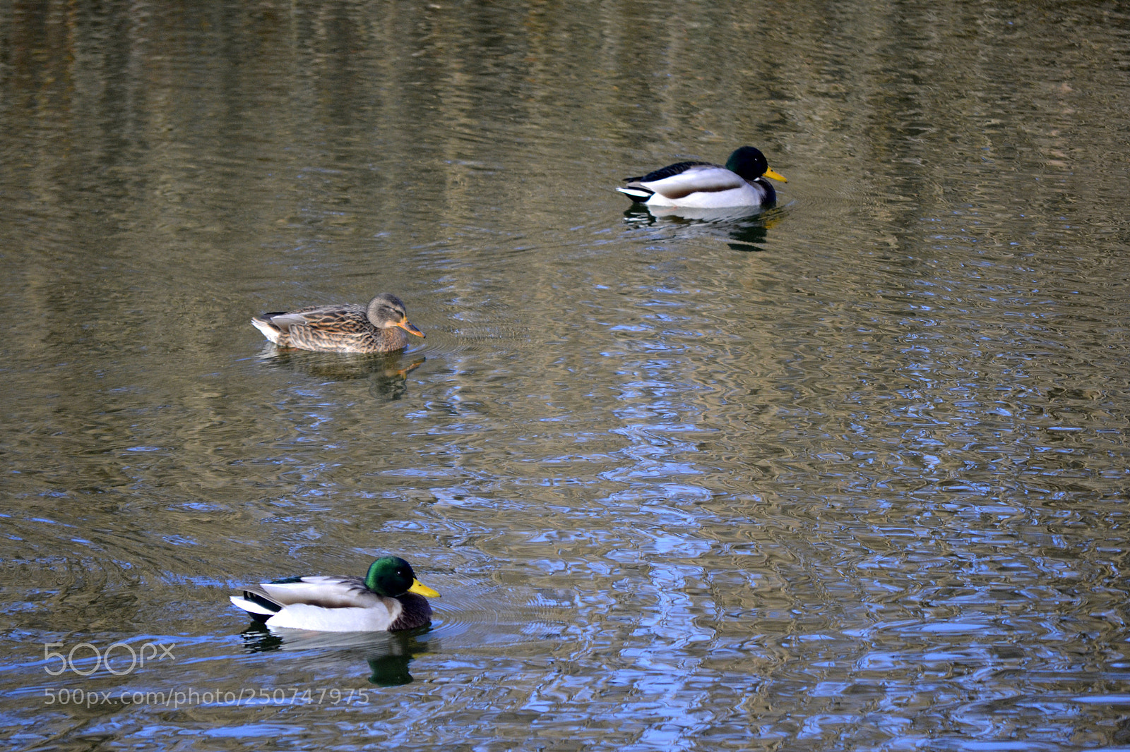 Nikon D3100 sample photo. Rate sălbatice photography
