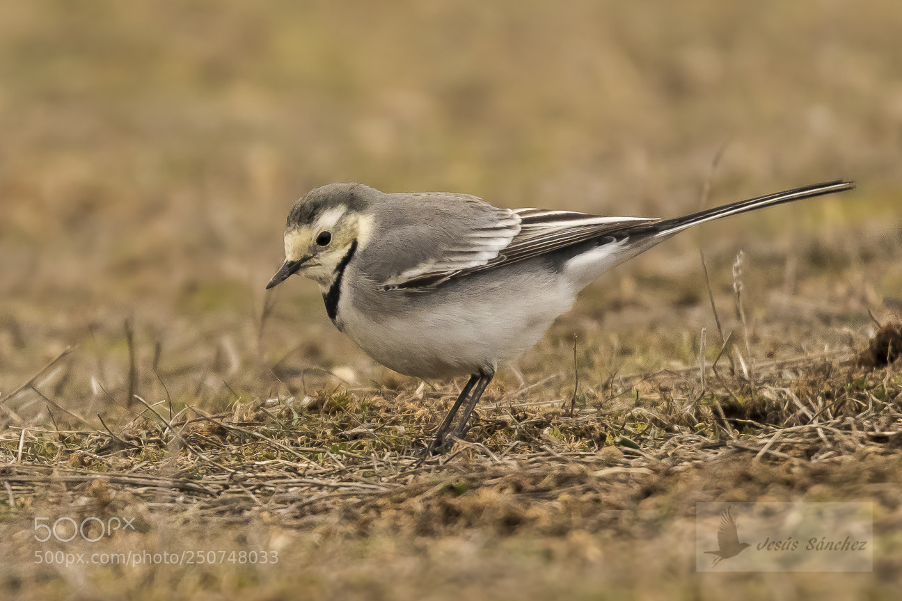 Canon EOS 7D Mark II sample photo. Lavandera blanca (motacilla alba) photography