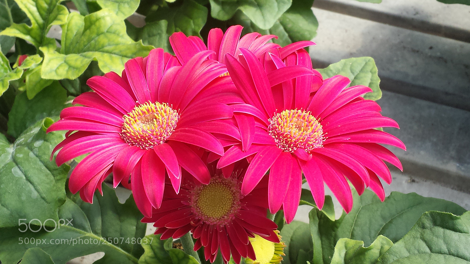 Samsung Galaxy S4 sample photo. You are beautiful! photography