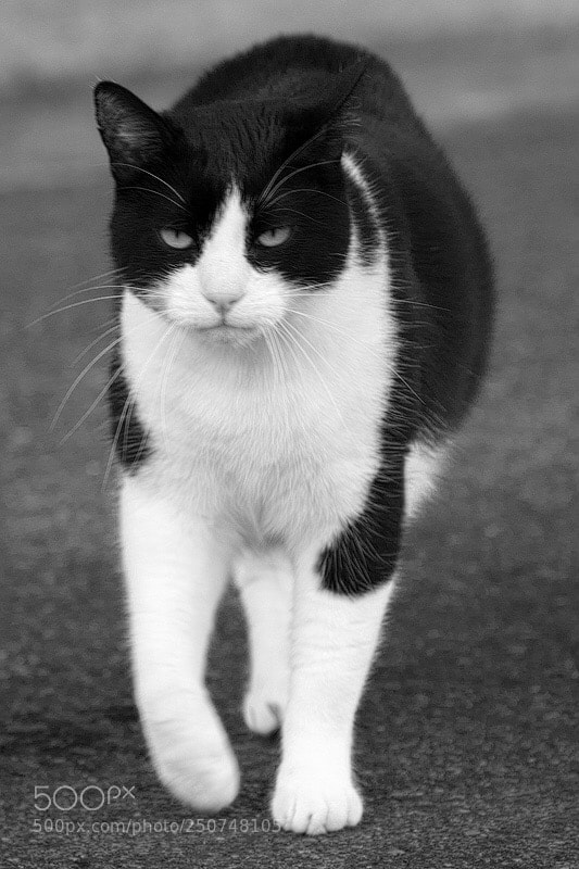 Sony a7R III sample photo. Kitty on patrol photography