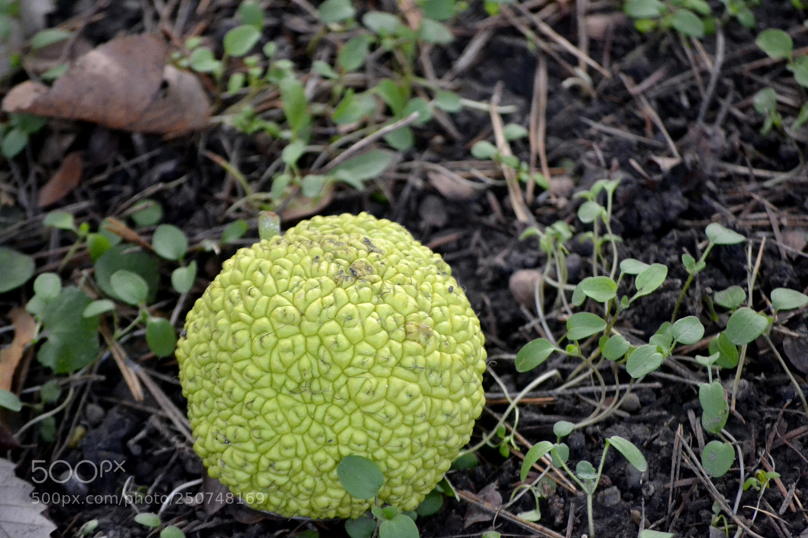Nikon D3100 sample photo. Maclura pomifera photography