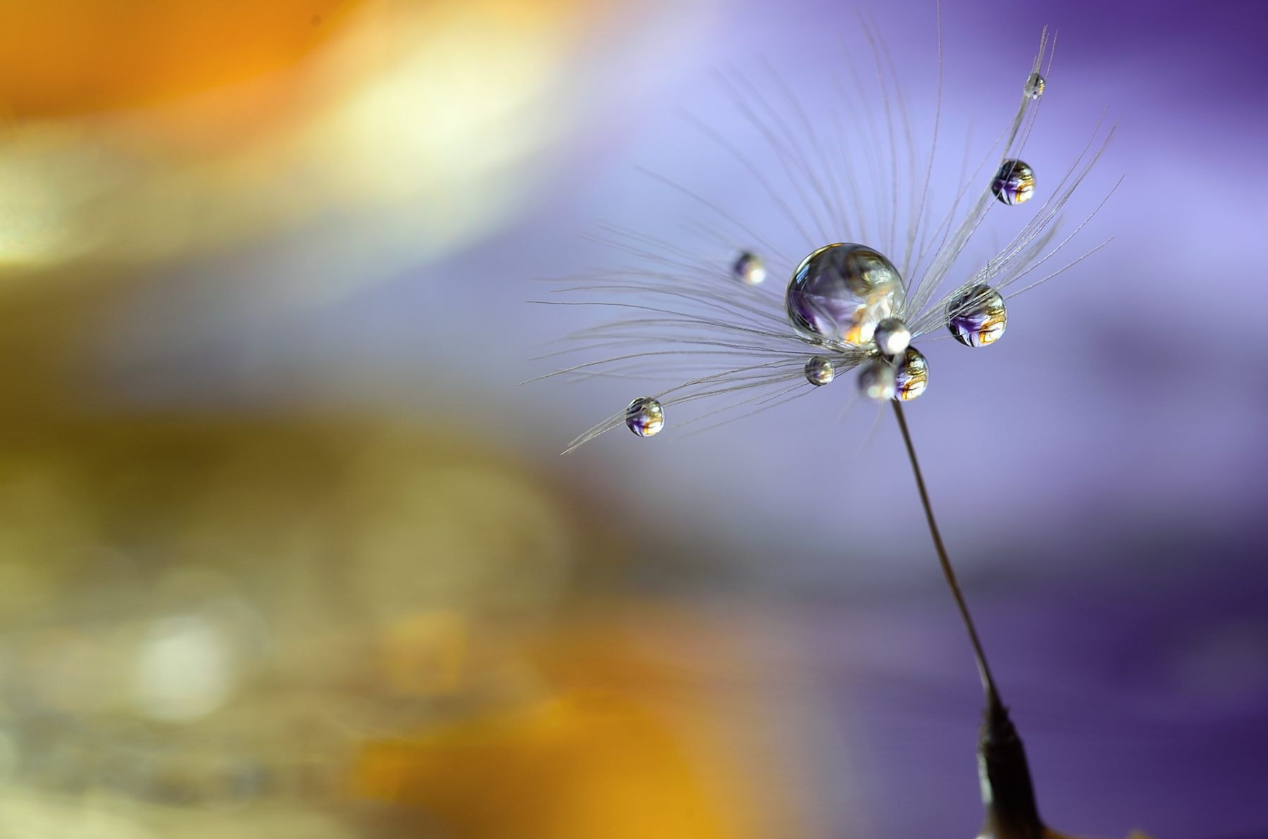 Sigma 105mm F2.8 EX DG OS HSM sample photo. Density photography