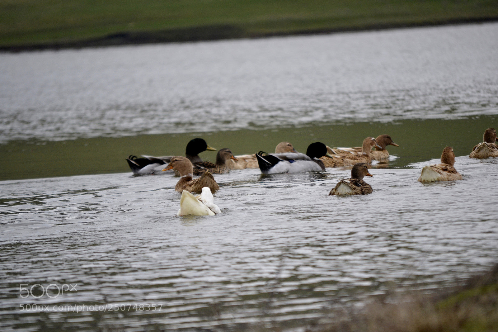 Nikon D3100 sample photo. Rate scufundatoare photography