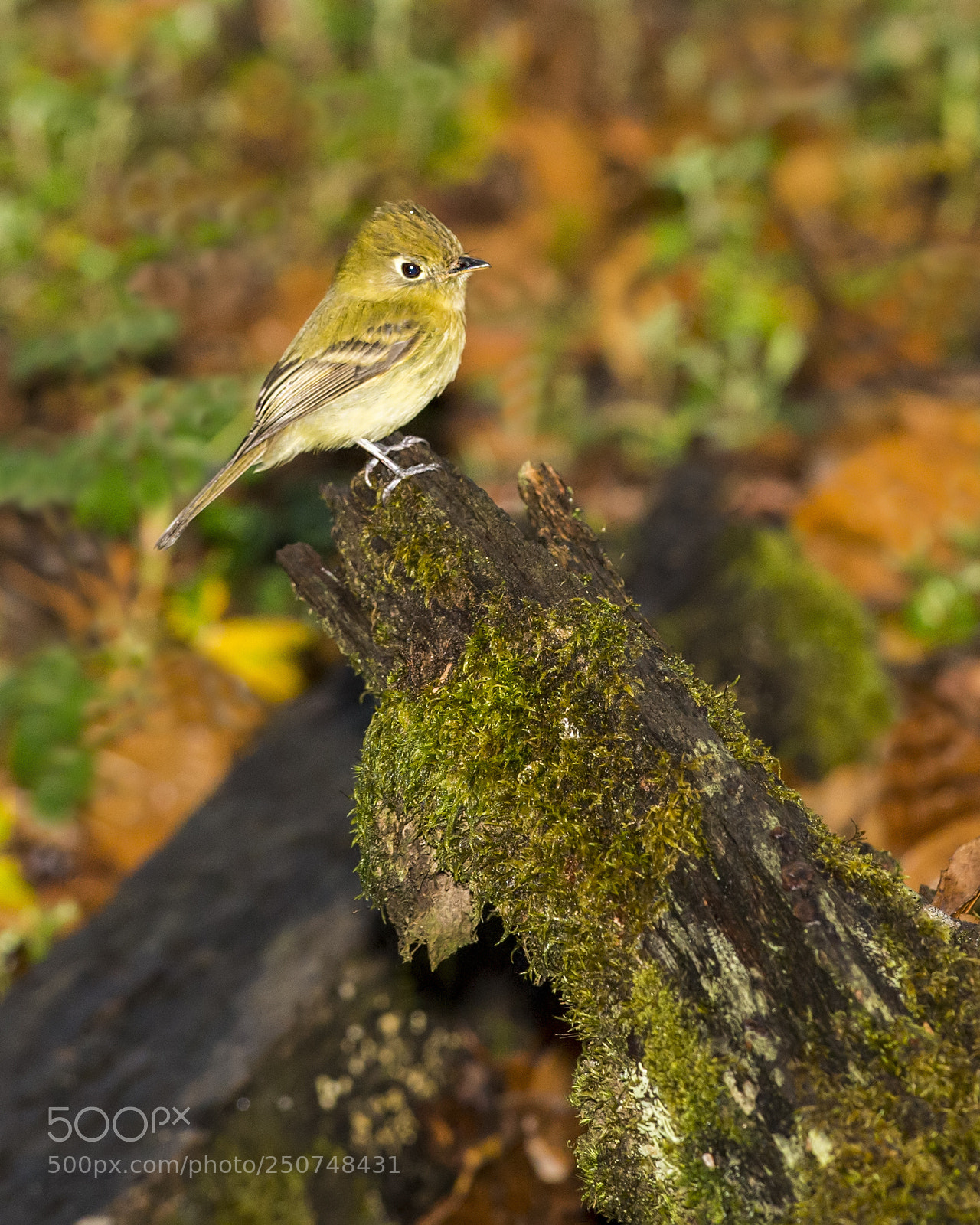 Nikon D4 sample photo. Yellowish flycatcher photography