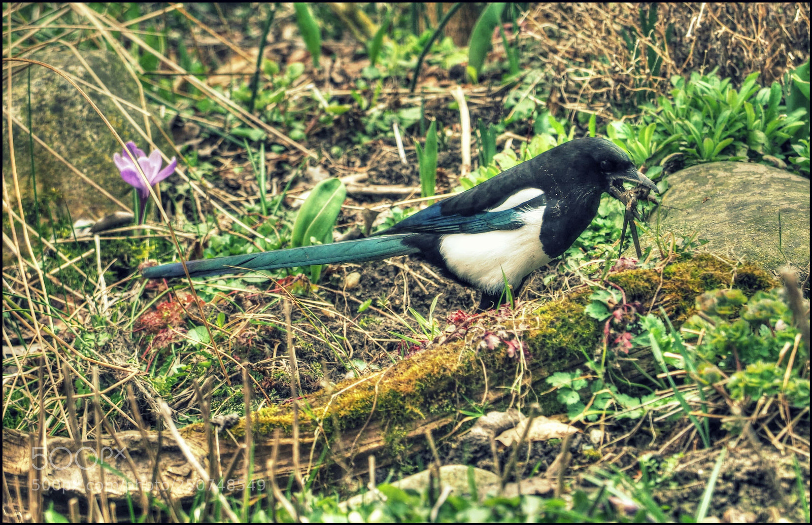 Olympus OM-D E-M1 Mark II sample photo. Material f r den photography