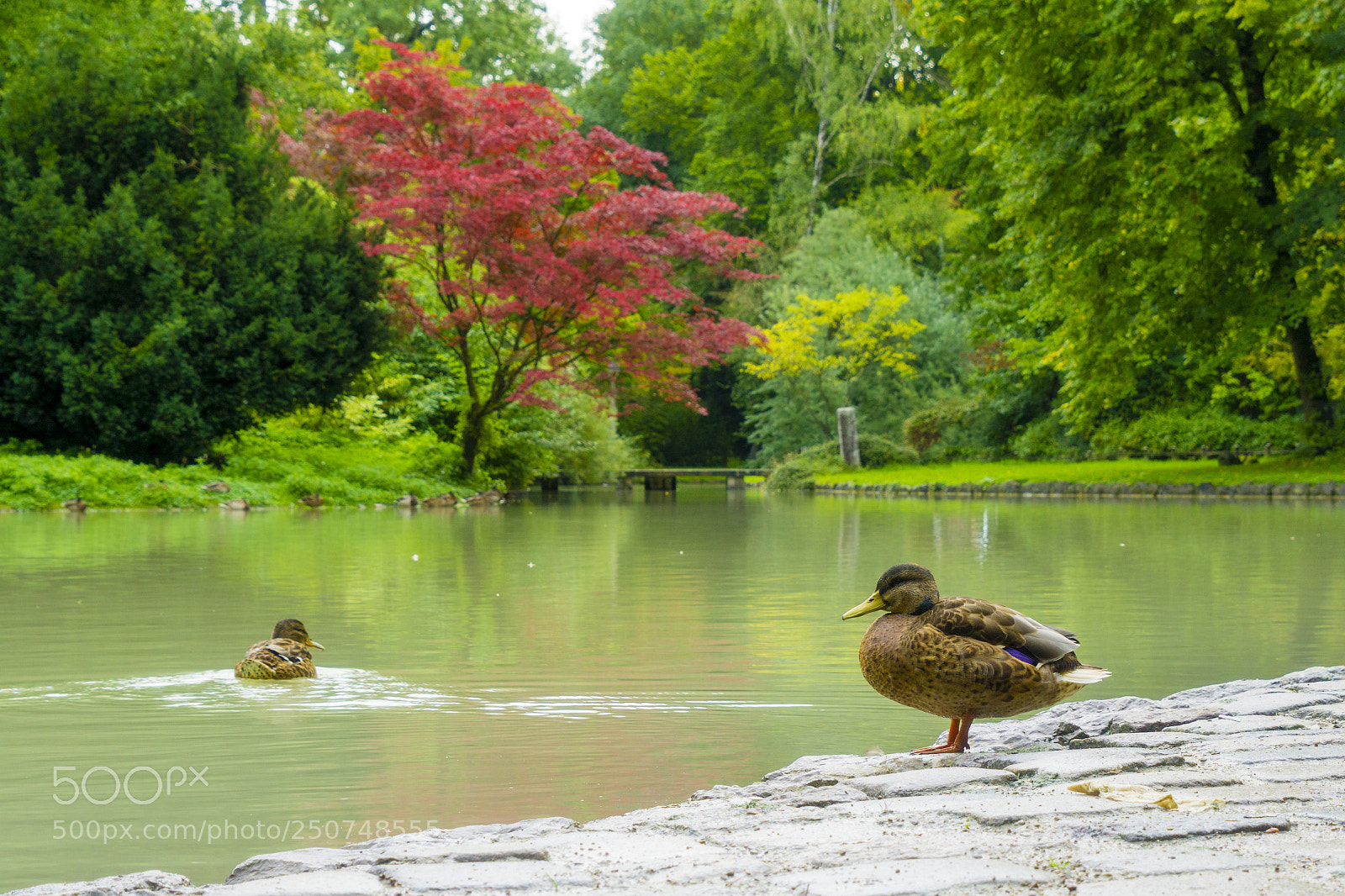Sony a6000 sample photo. Ententeich photography