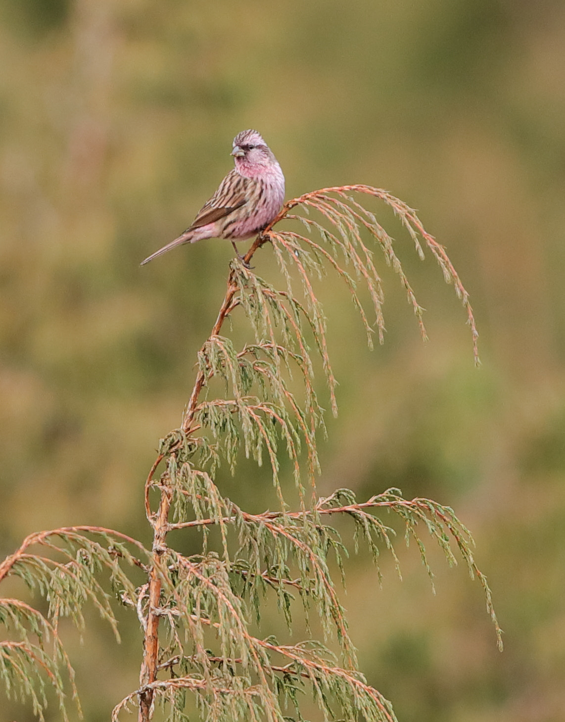 Canon EF 500mm F4L IS II USM sample photo. Beautiful rosefinch male photography