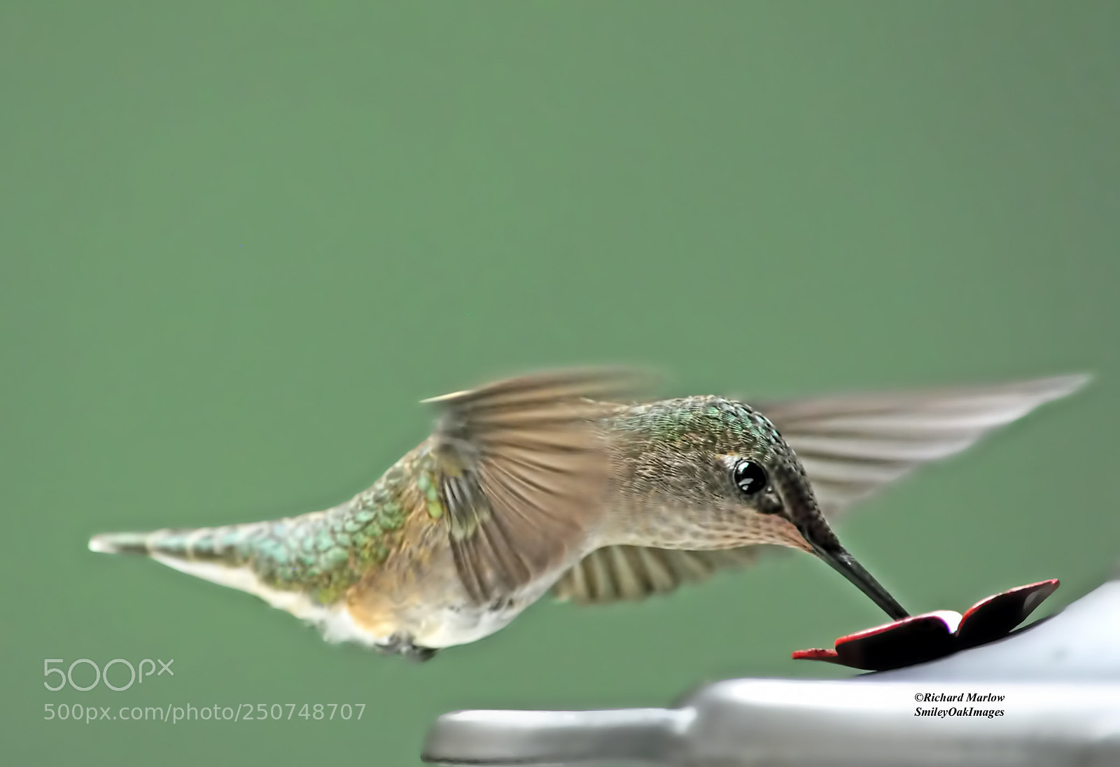 Nikon D5000 sample photo. Hummingbird photography