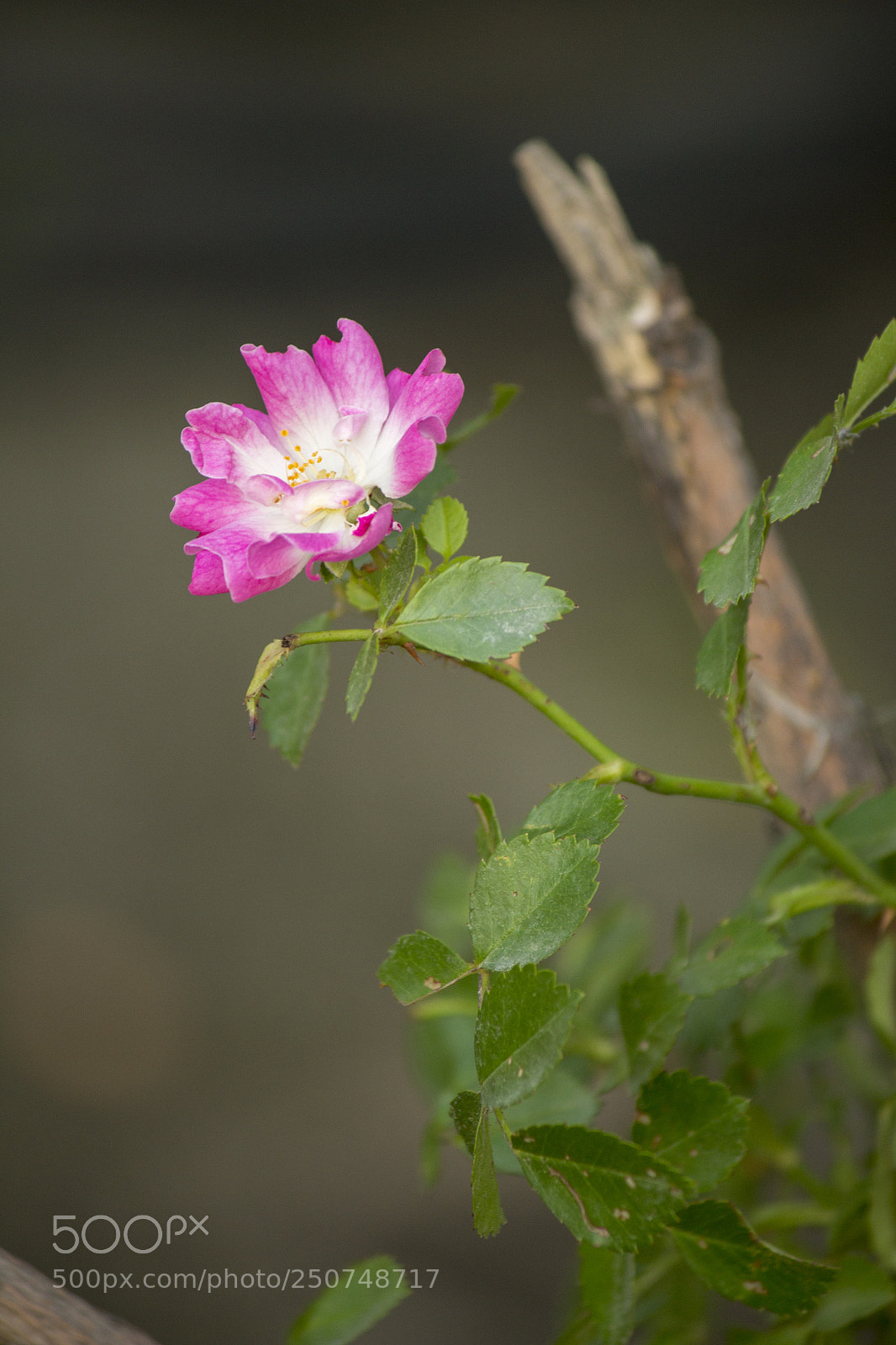 Canon EOS 650D (EOS Rebel T4i / EOS Kiss X6i) sample photo. Pink flower photography