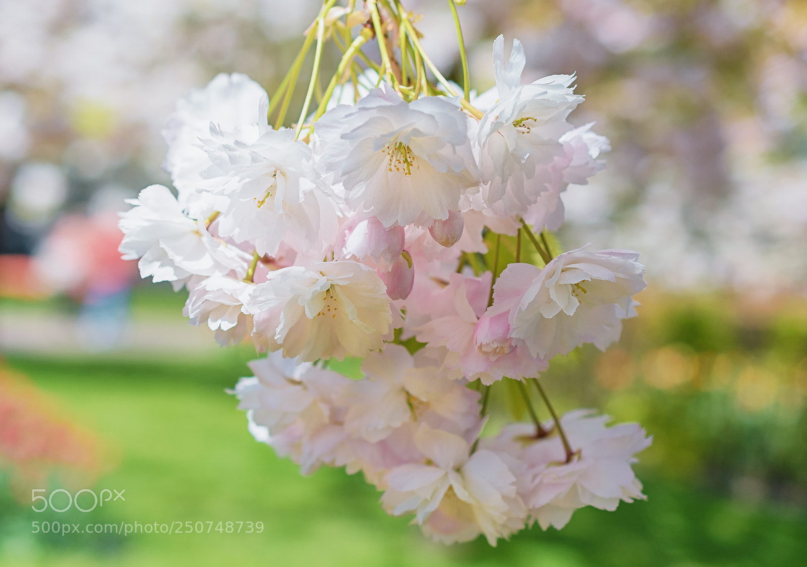 Nikon D7100 sample photo. Flowers of the cherry photography
