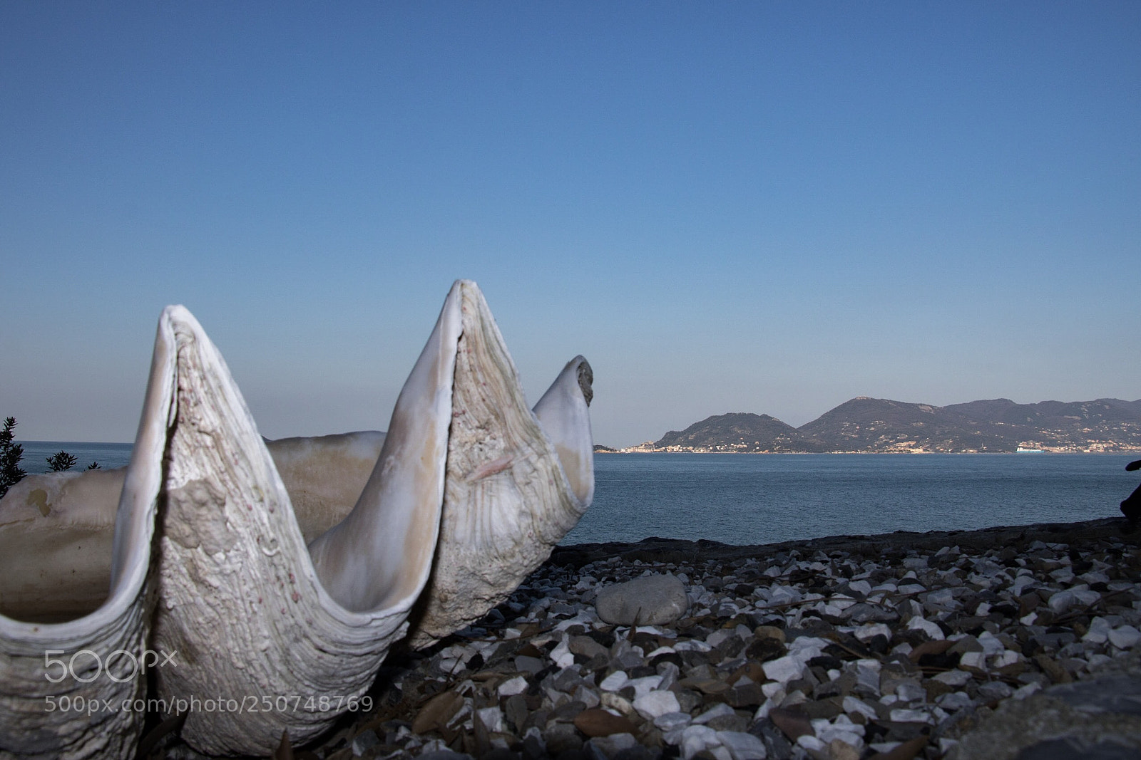 Canon EOS 750D (EOS Rebel T6i / EOS Kiss X8i) sample photo. Seashell photography