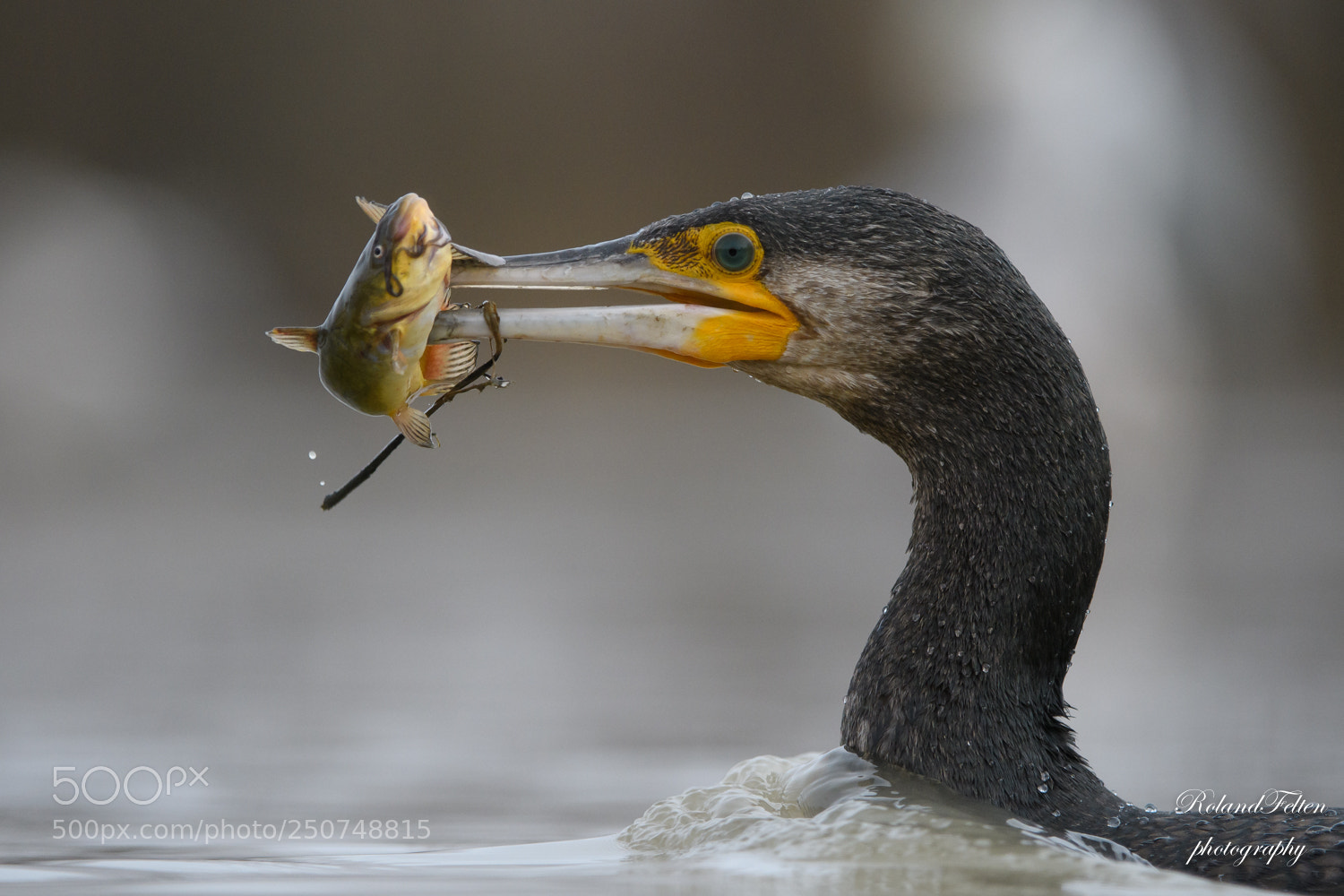 Nikon D500 sample photo. Fish with garnishings photography