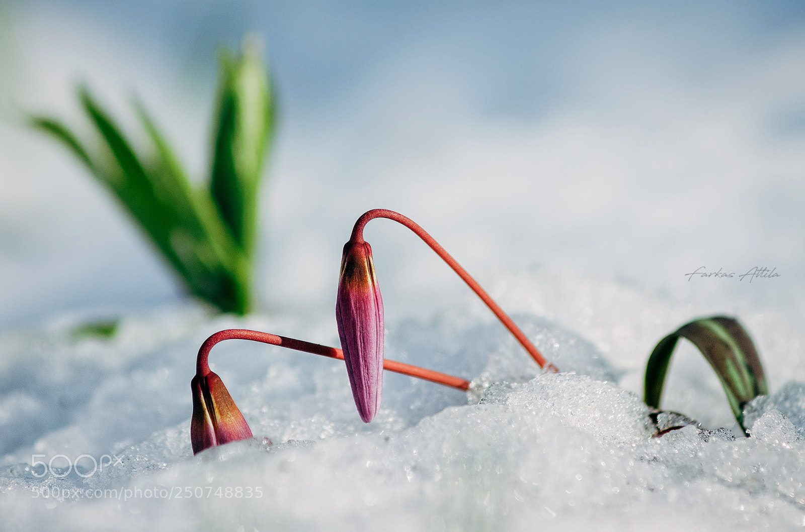 Nikon D7000 sample photo. Spring... photography