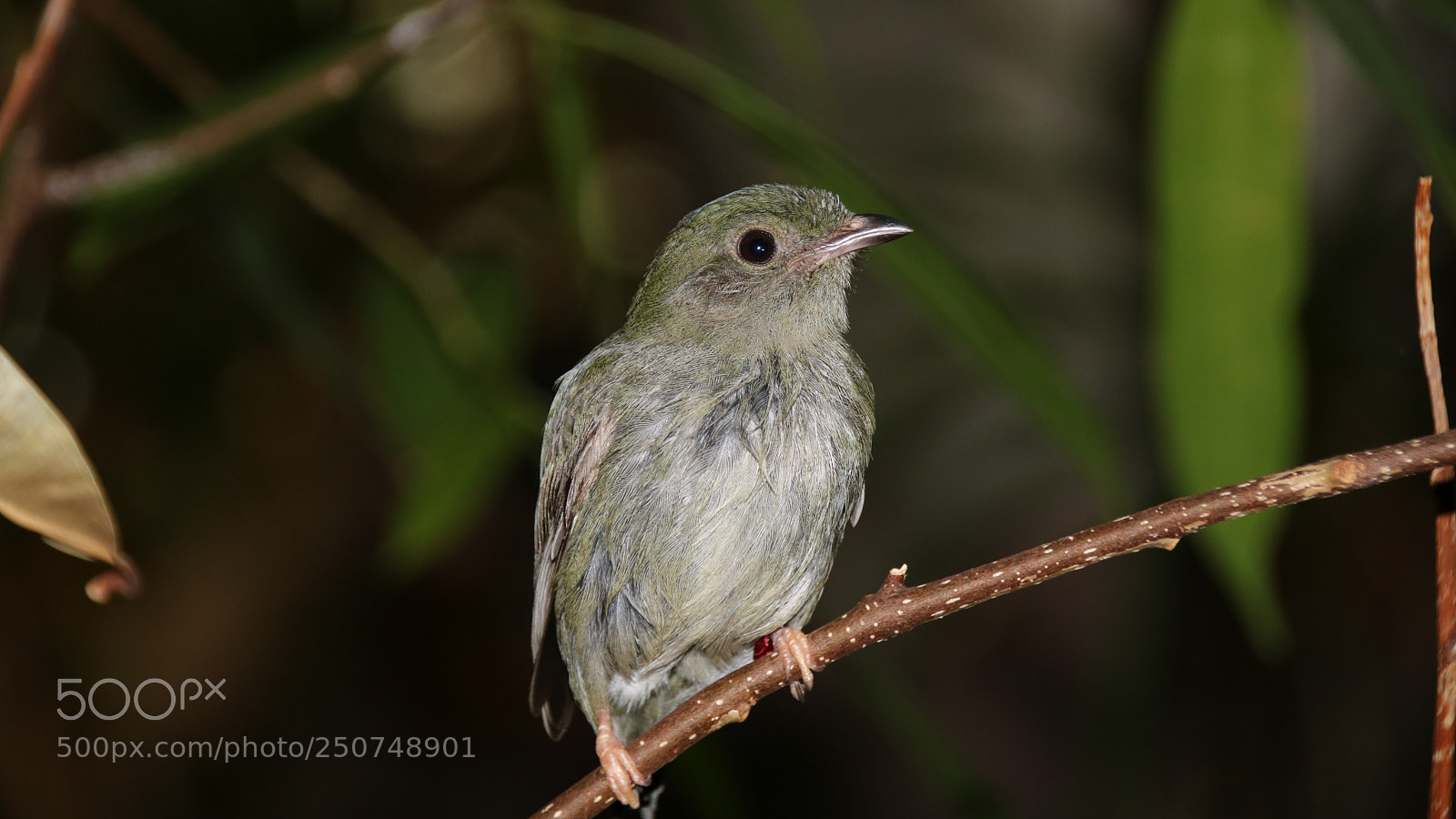 Canon EOS 750D (EOS Rebel T6i / EOS Kiss X8i) sample photo. Vogel im tropenhaus von photography