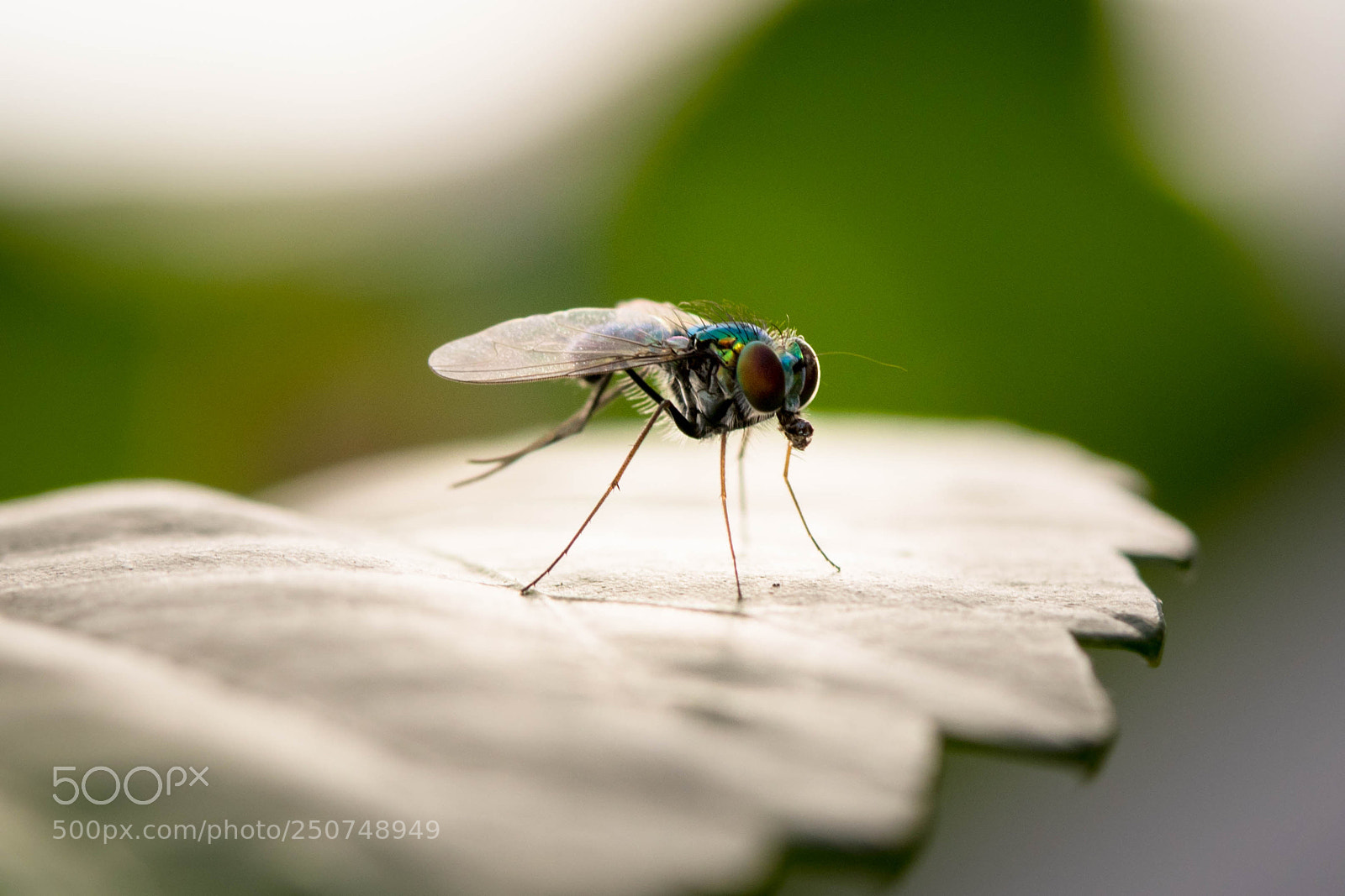 Canon EOS 80D sample photo. A metallic fly on photography