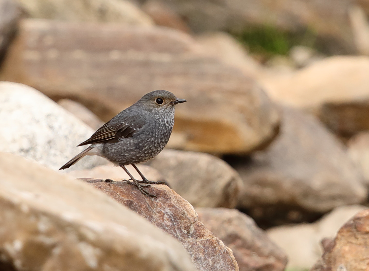 Canon EF 500mm F4L IS II USM sample photo. Plumbeous water redstart - female photography