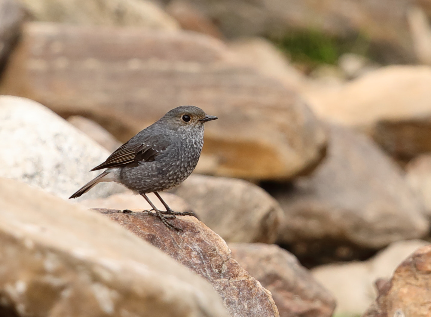 Canon EOS 5D Mark IV sample photo. Plumbeous water redstart - female photography