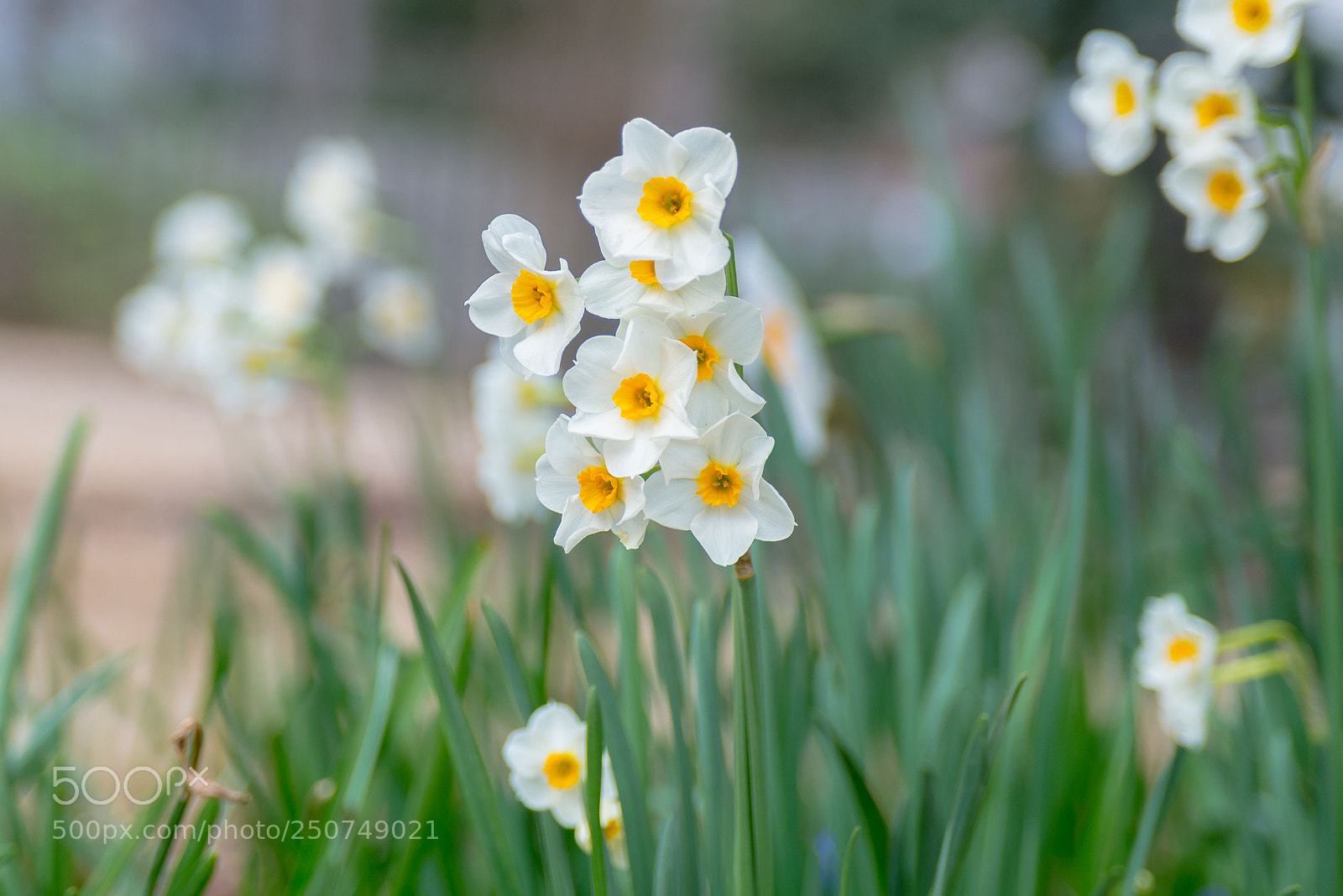 Nikon D610 sample photo. Narcissus in bloom photography