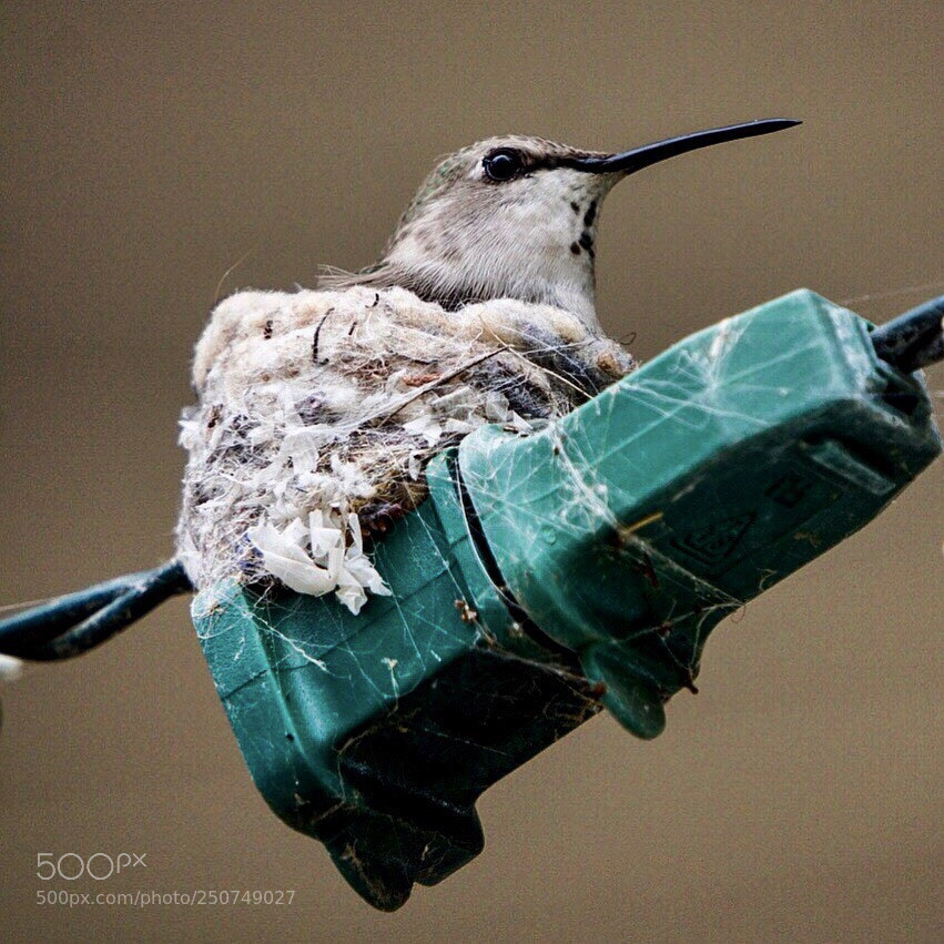 Sony a6000 sample photo. Nesting  photography