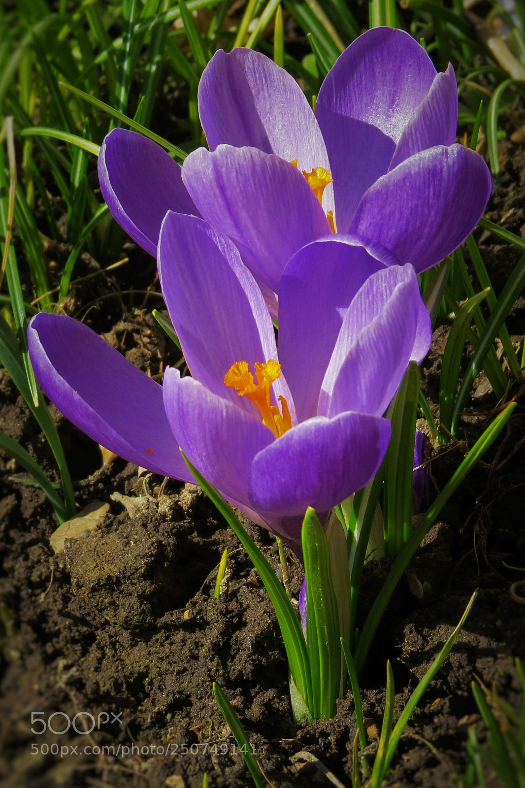 Canon PowerShot SX50 HS sample photo. Crocuses couple () photography