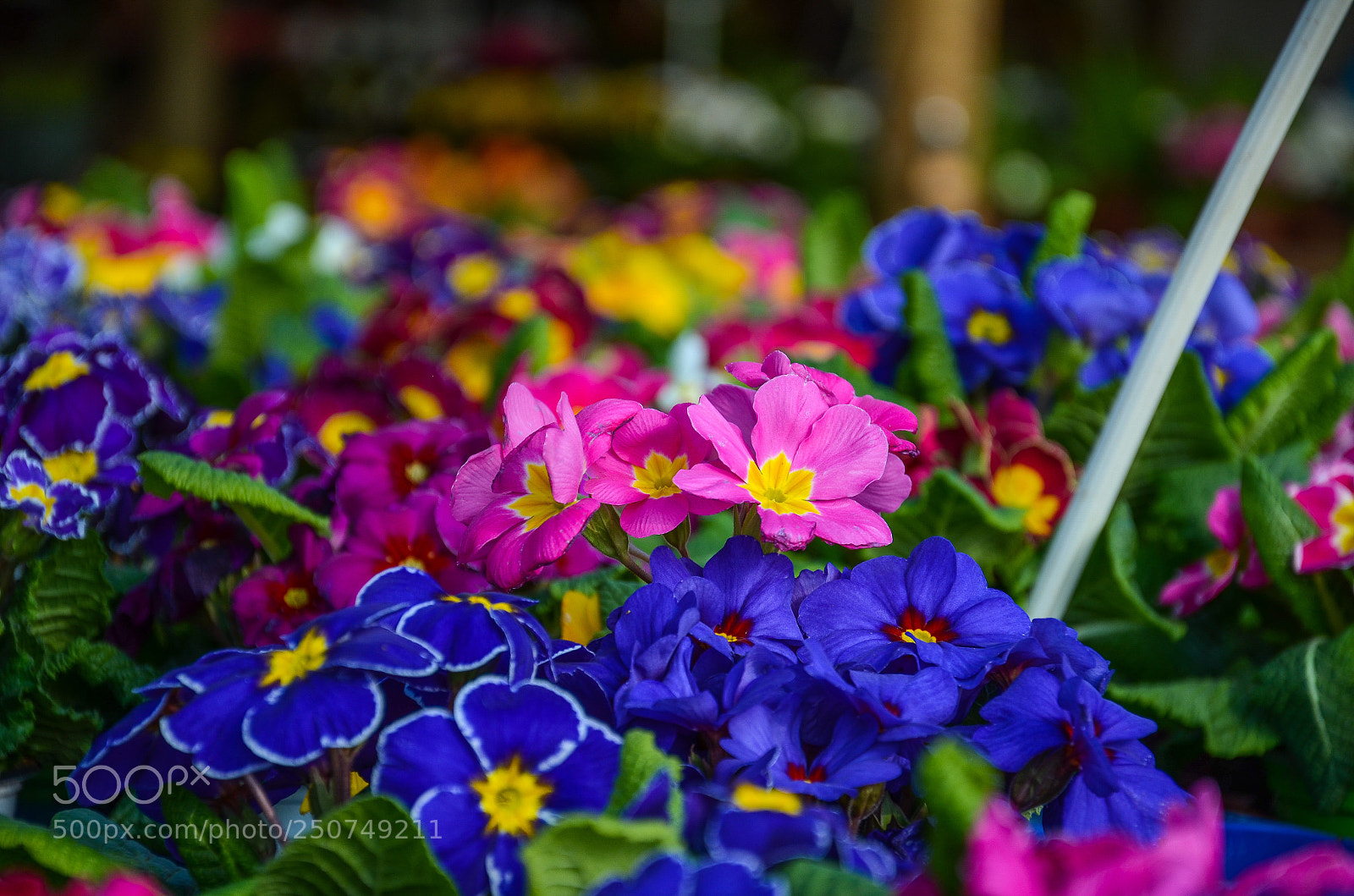 Nikon D7000 sample photo. Flowers photography