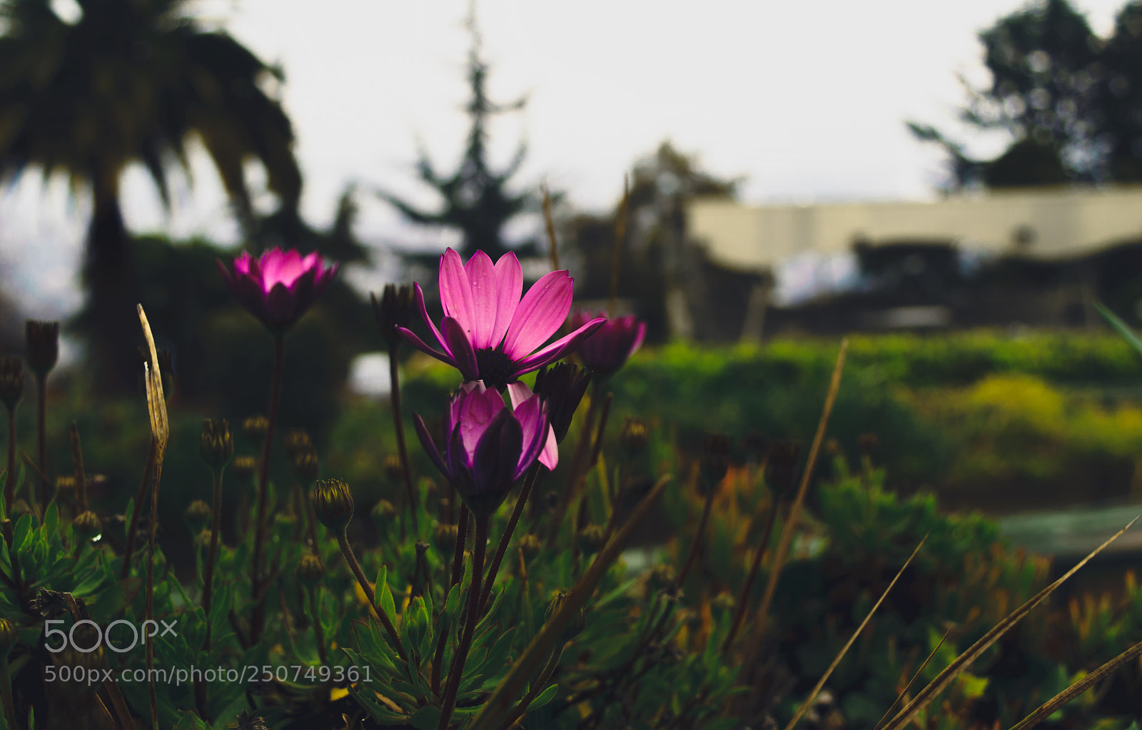 Nikon D5300 sample photo. Floral light photography