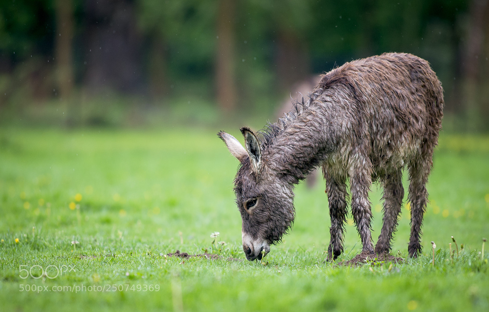 Canon EOS-1D X sample photo. Rainy day photography