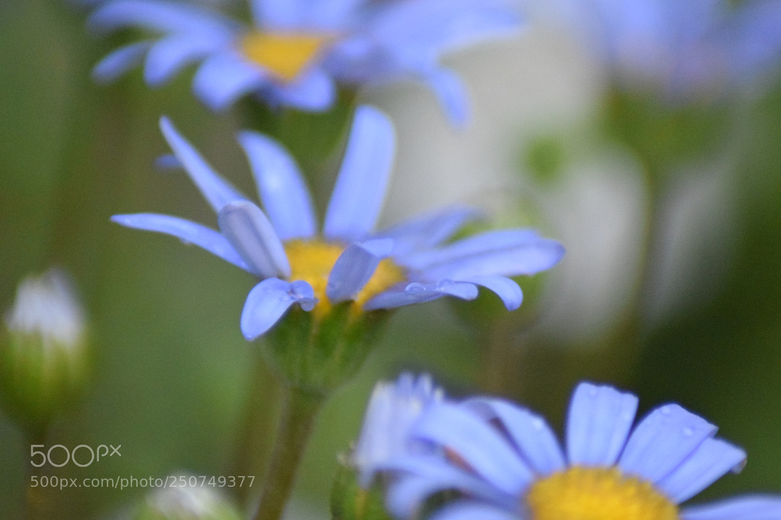 Nikon D3300 sample photo. Spring in blue photography