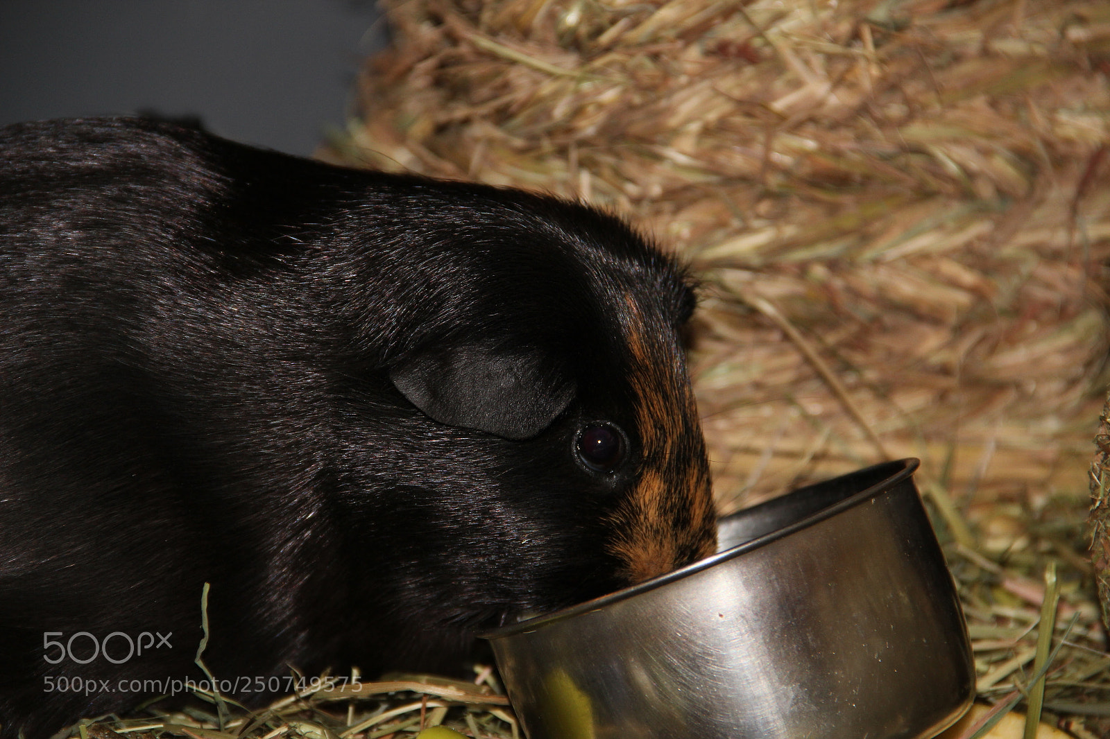 Canon EF-S 18-135mm F3.5-5.6 IS sample photo. Mom eat photography
