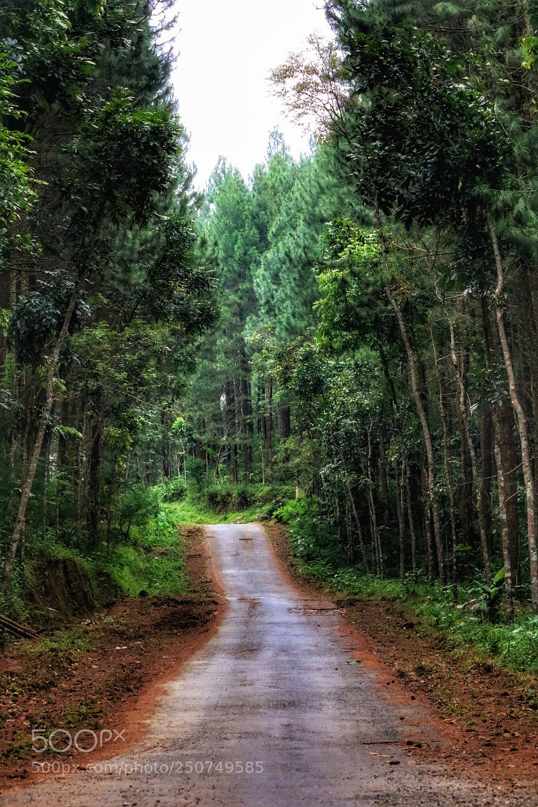 Canon EOS 750D (EOS Rebel T6i / EOS Kiss X8i) sample photo. Country road photography