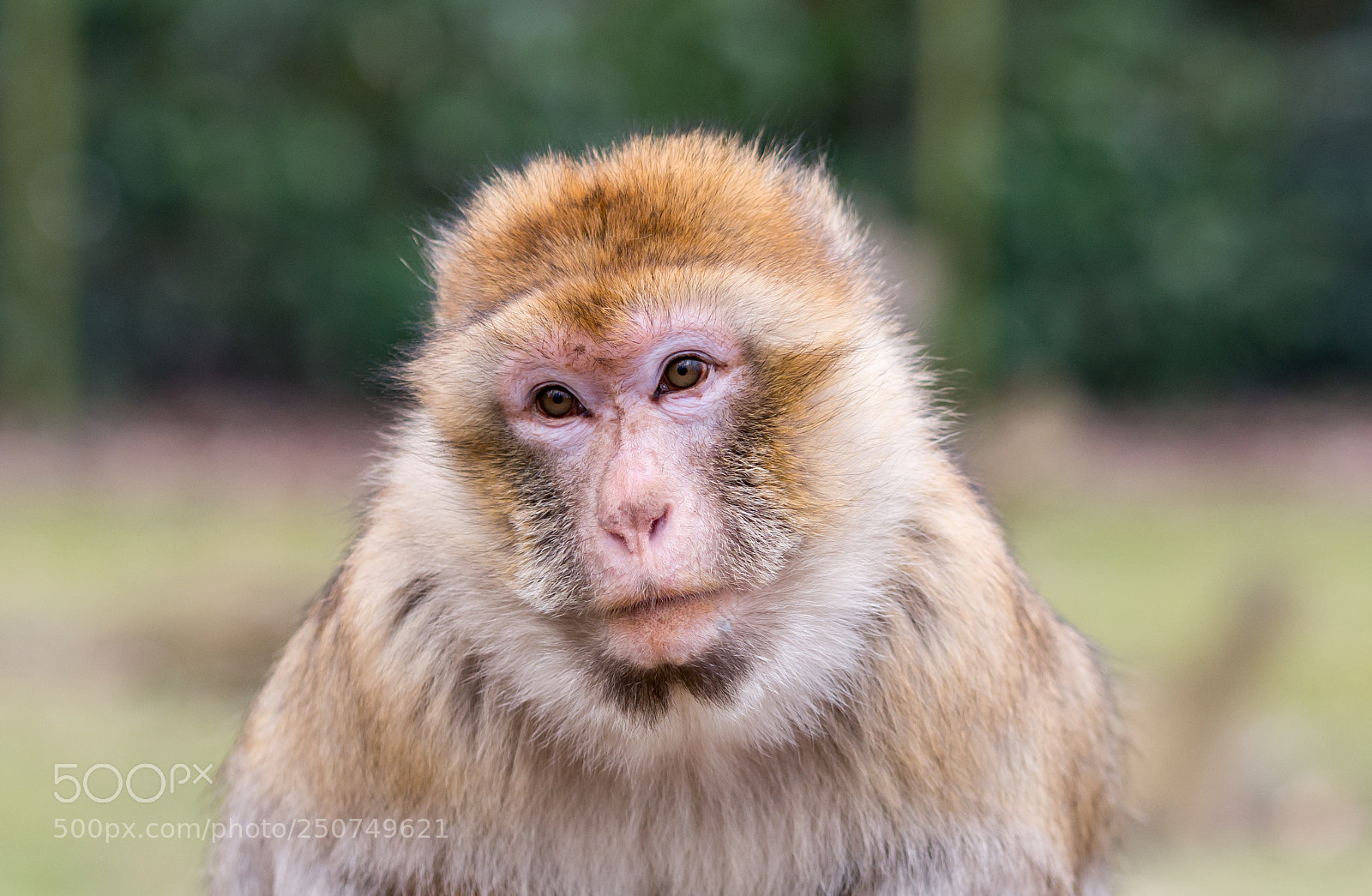 Panasonic DMC-G81 sample photo. Monkey photography
