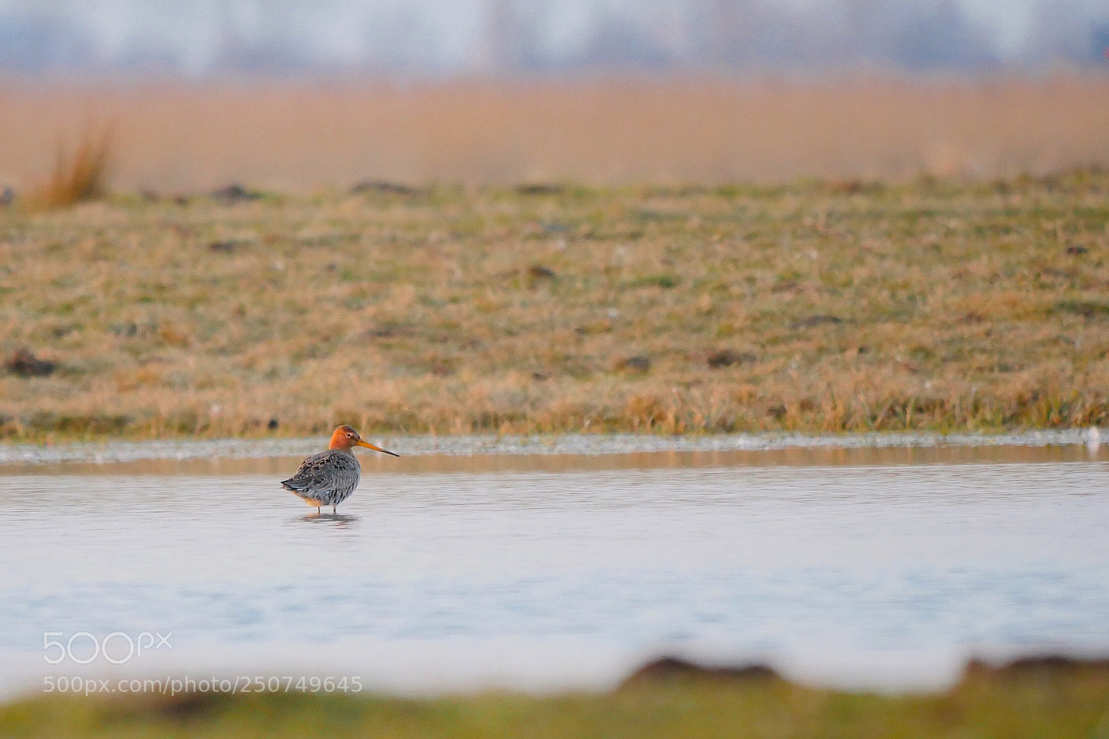 Panasonic Lumix DMC-GX8 sample photo. The godwit returned, it photography