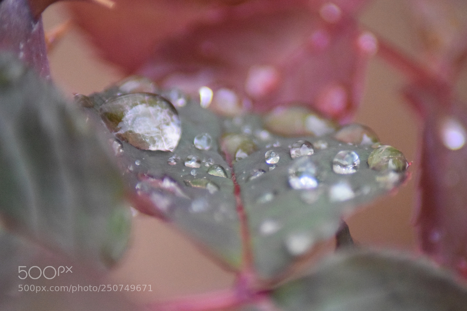 Nikon D3300 sample photo. Water drop photography