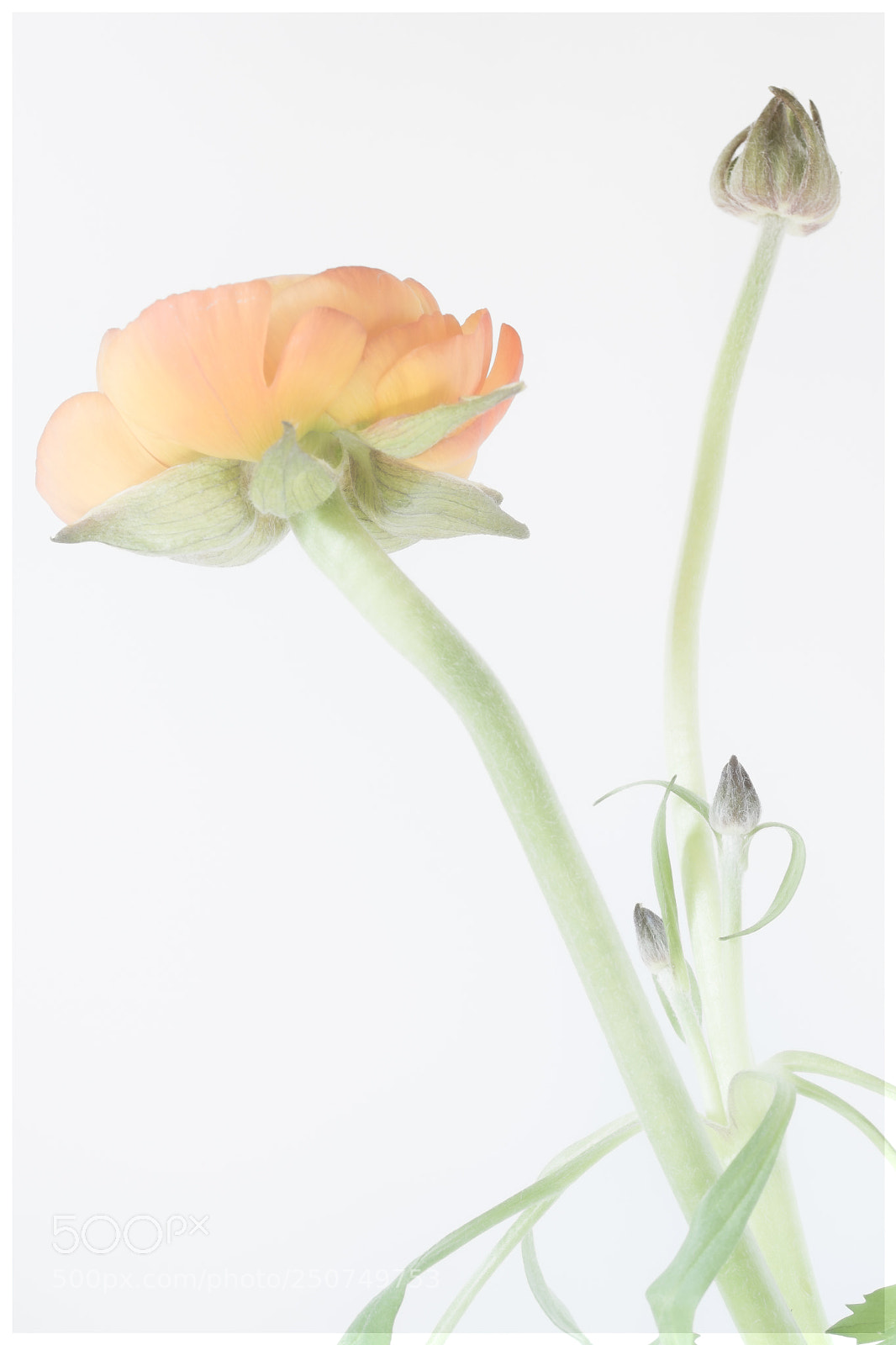 Nikon D500 sample photo. Ranonkel photography