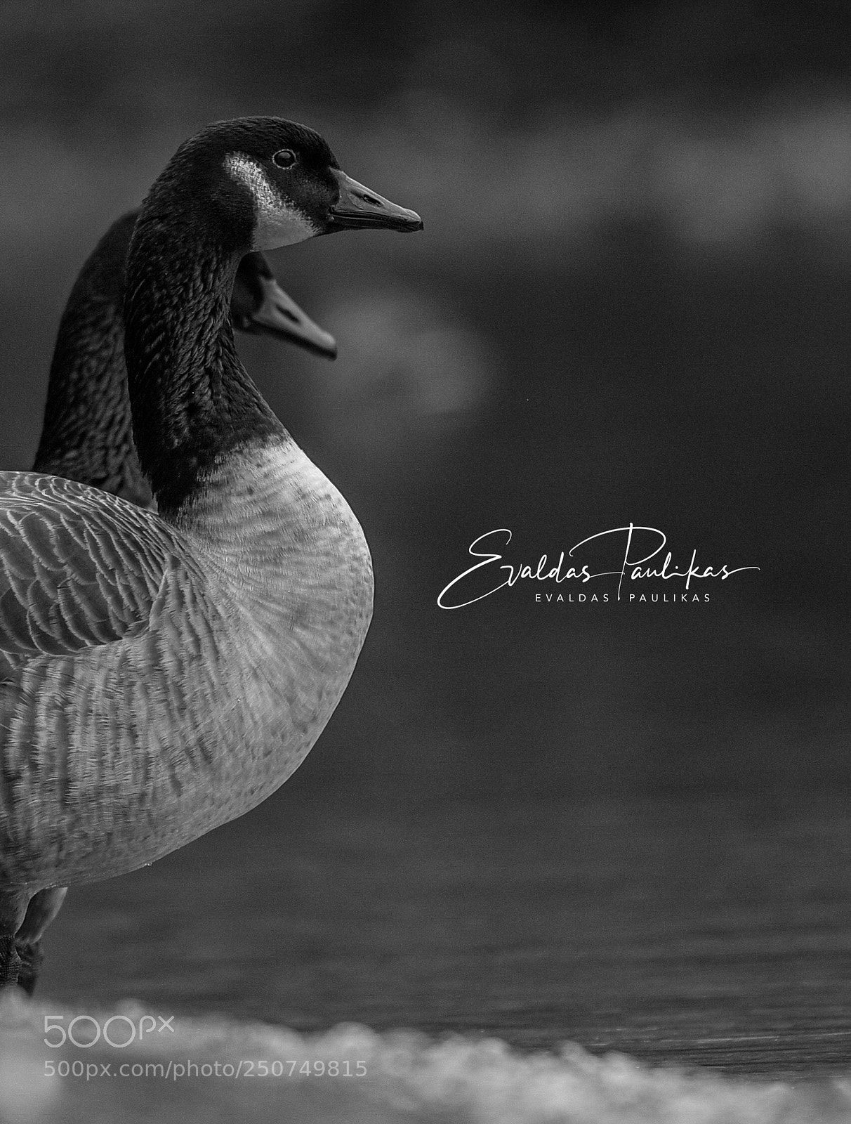 Nikon D850 sample photo. Untitled photography