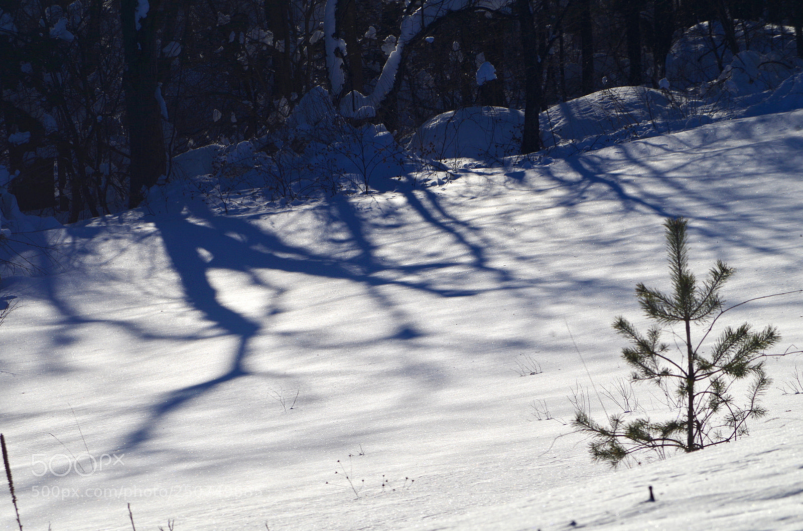 Pentax K-50 sample photo. Provoking shadows photography