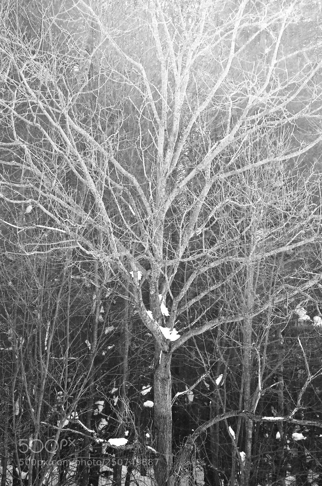 Pentax K-50 sample photo. Winter solstice earth tree photography